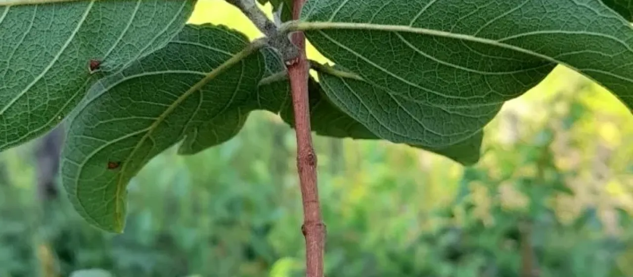 Combretum psidioides