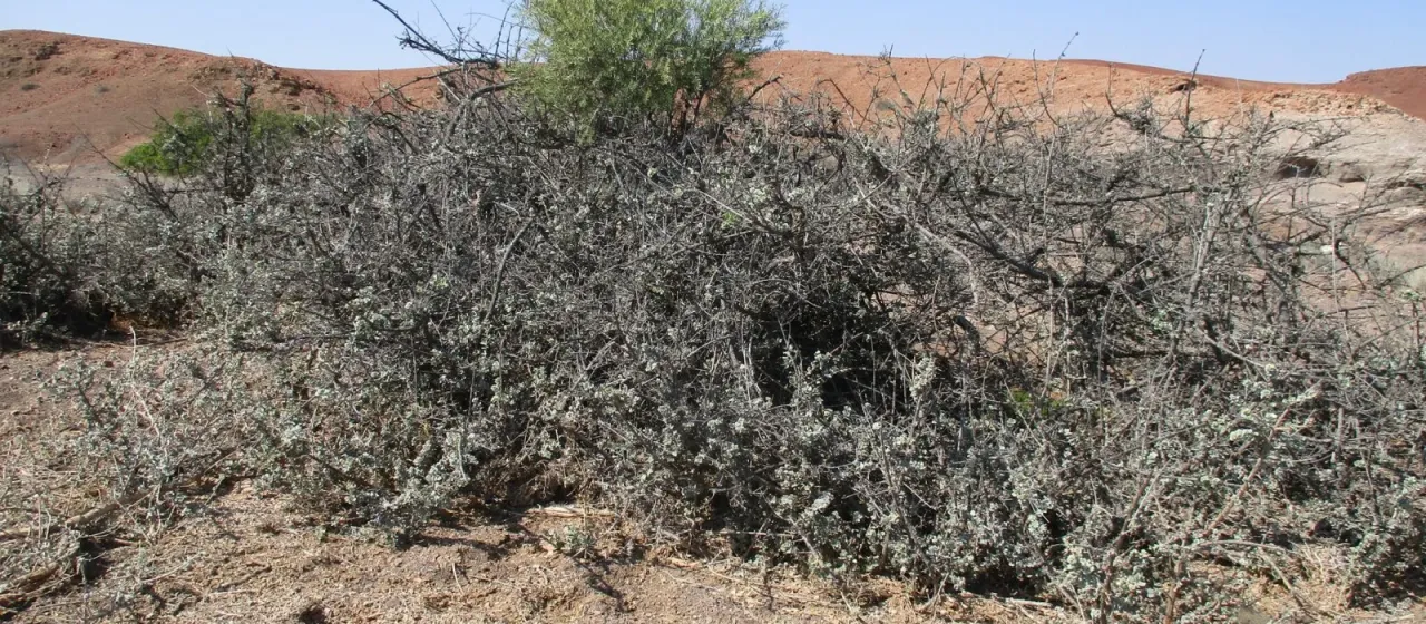 Combretum wattii