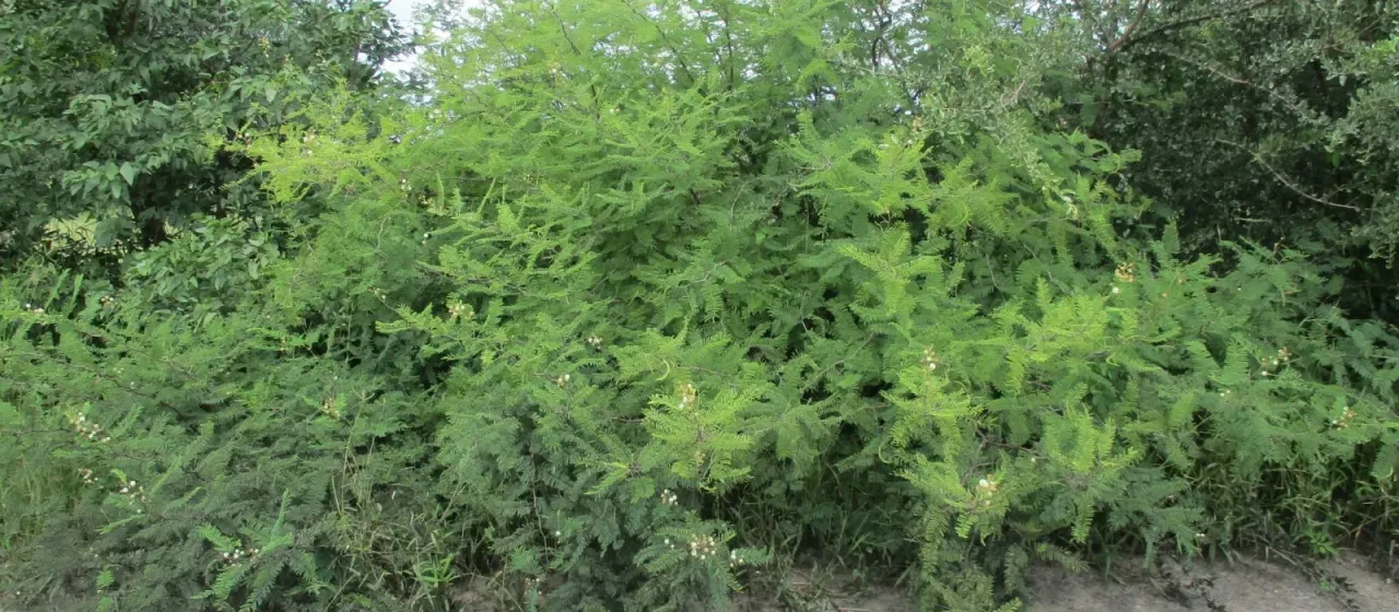 Vachellia arenaria