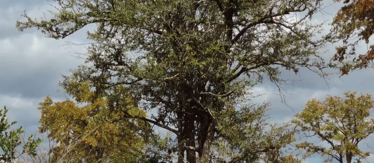 Diospyros quiloensis