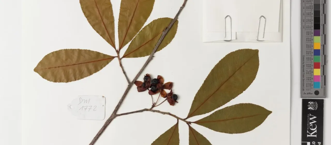 Ochna afzelii