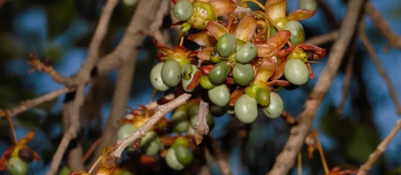 Ochna schweinfurthiana