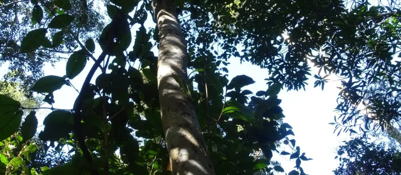 Ochna arborea