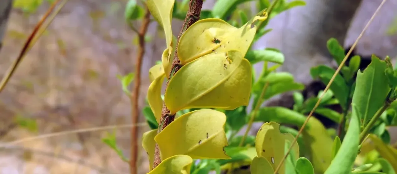 Olax obtusifolia