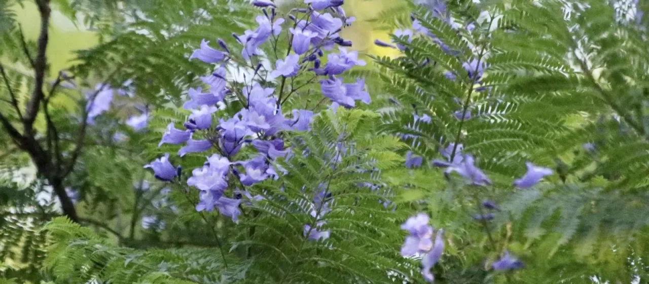 Blue jacaranda