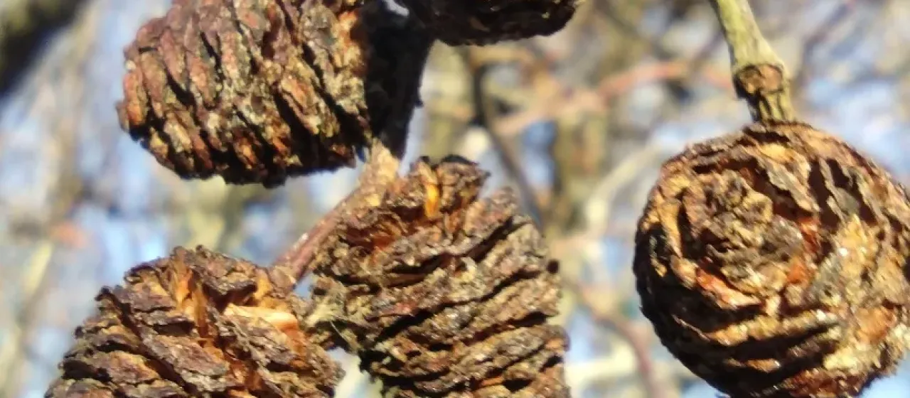Grey alder