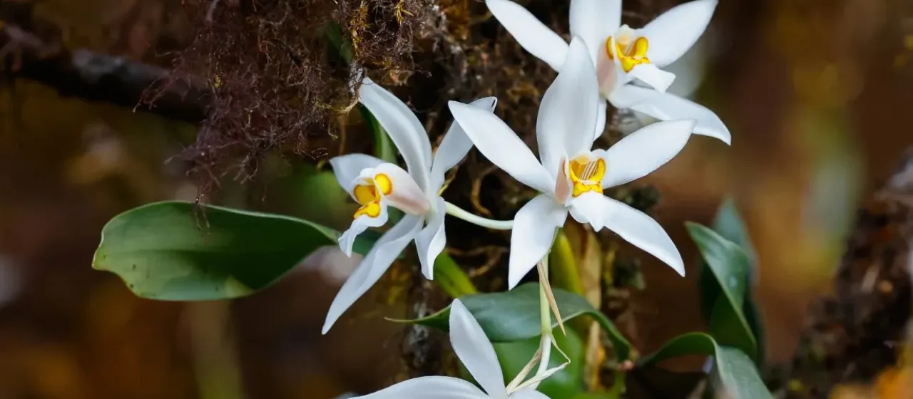 Coelogyne corymbosa