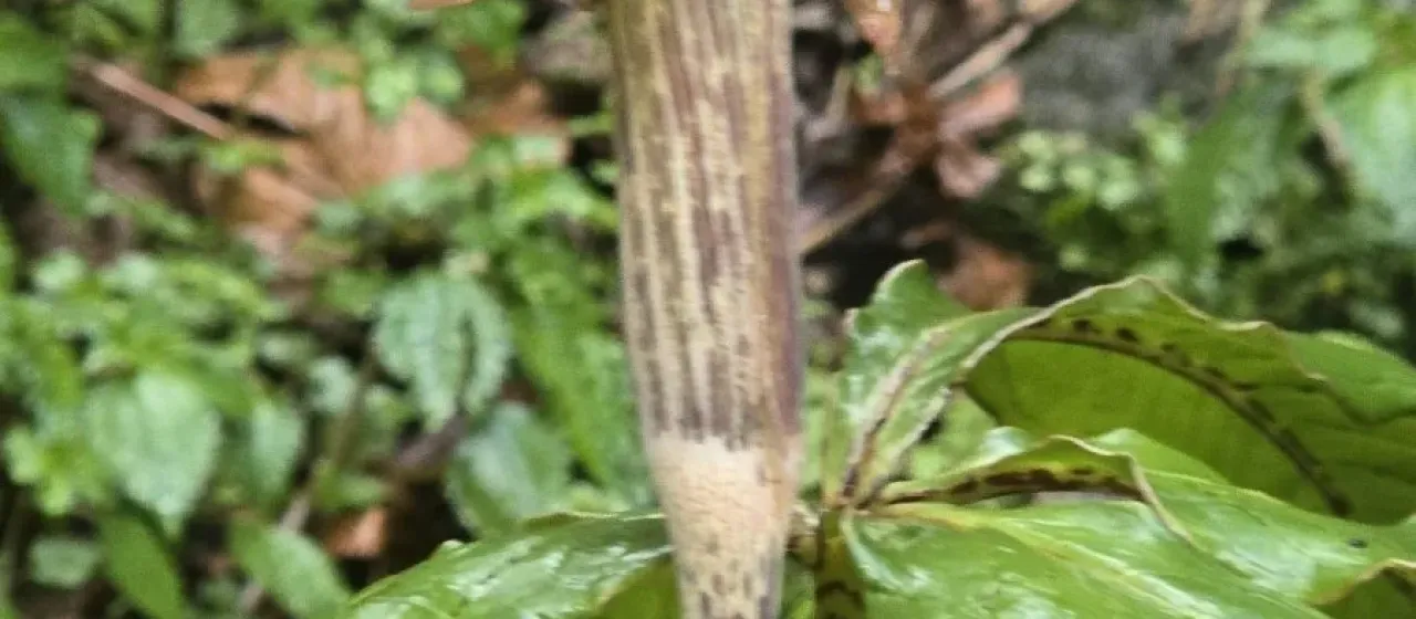Nepenthes-like Arisaema