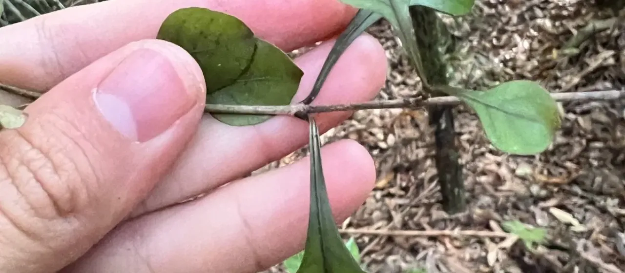Coprosma arborea