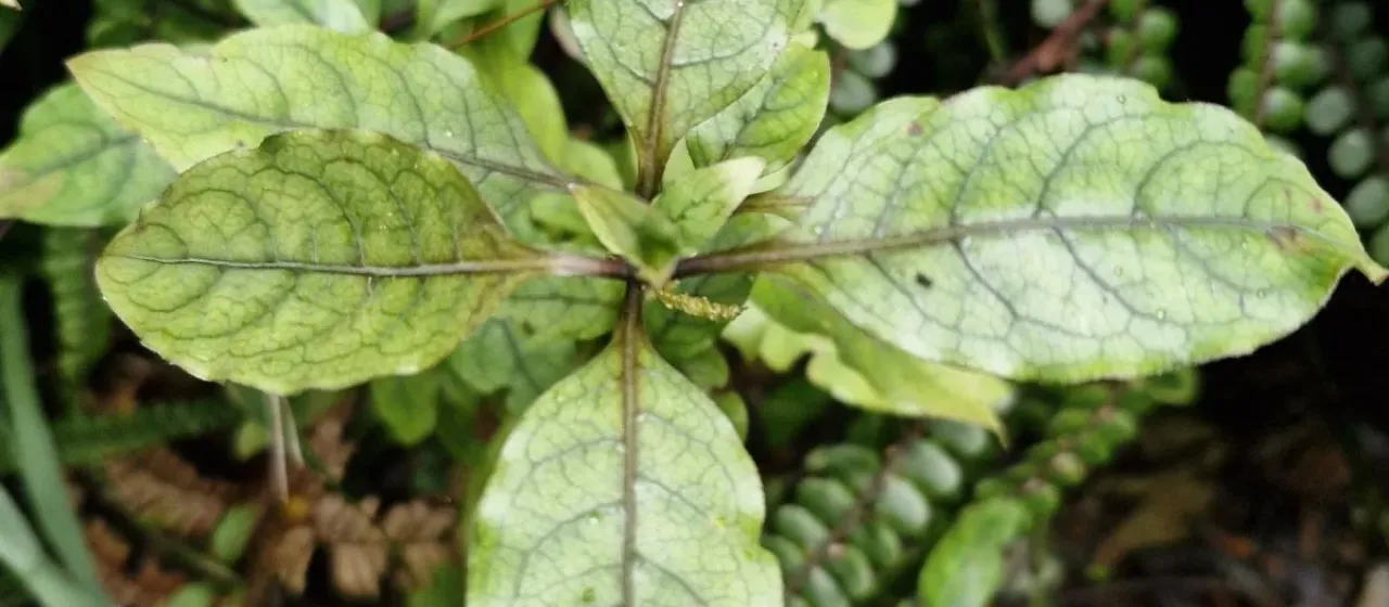 Coprosma tenuifolia