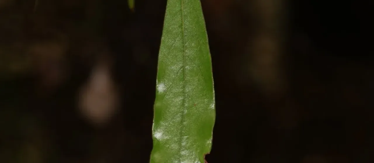 Tawa
