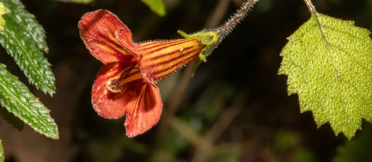 Rhabdothamnus solandri