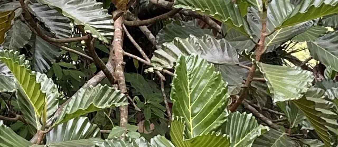 Noble Breadfruit