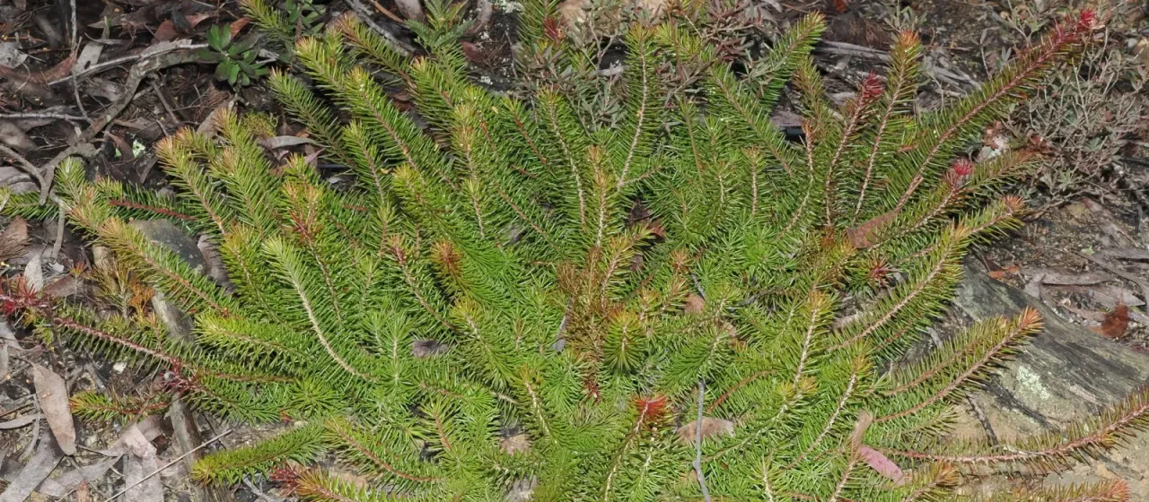 Persoonia chamaepitys