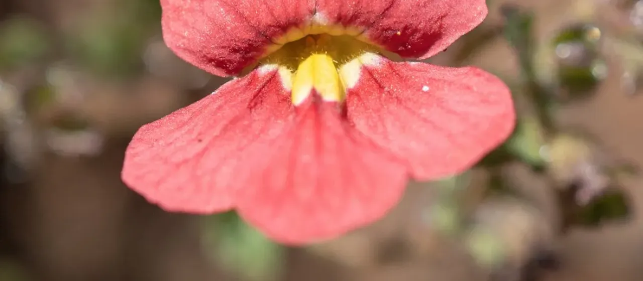 Jamesbrittenia breviflora