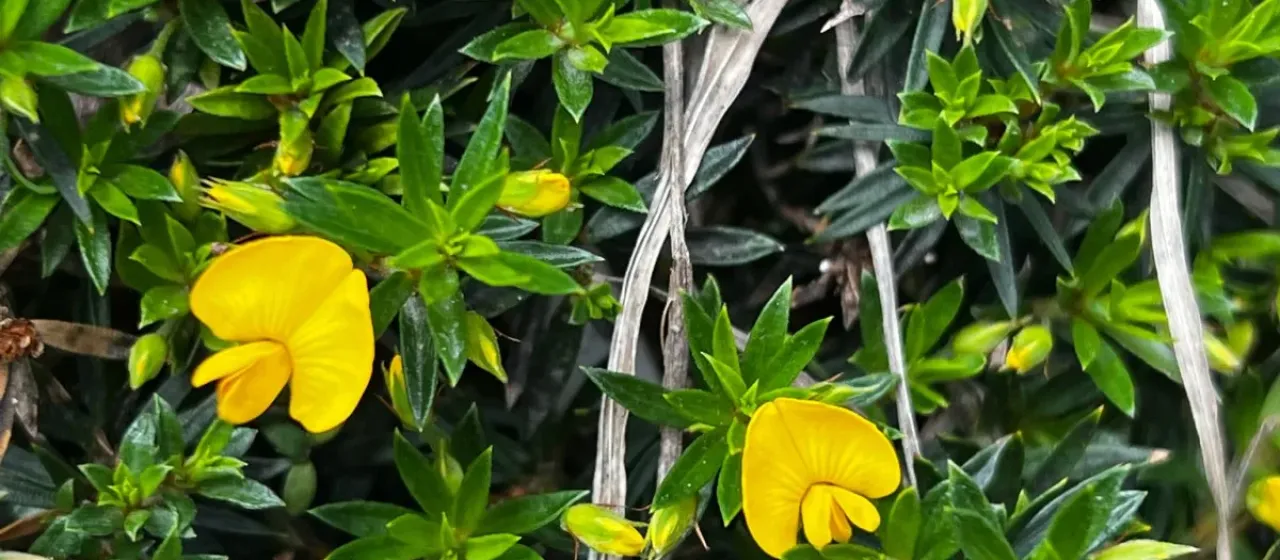 Pultenaea pedunculata