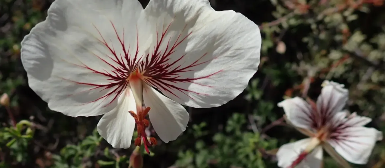 Pelargonium praemorsum