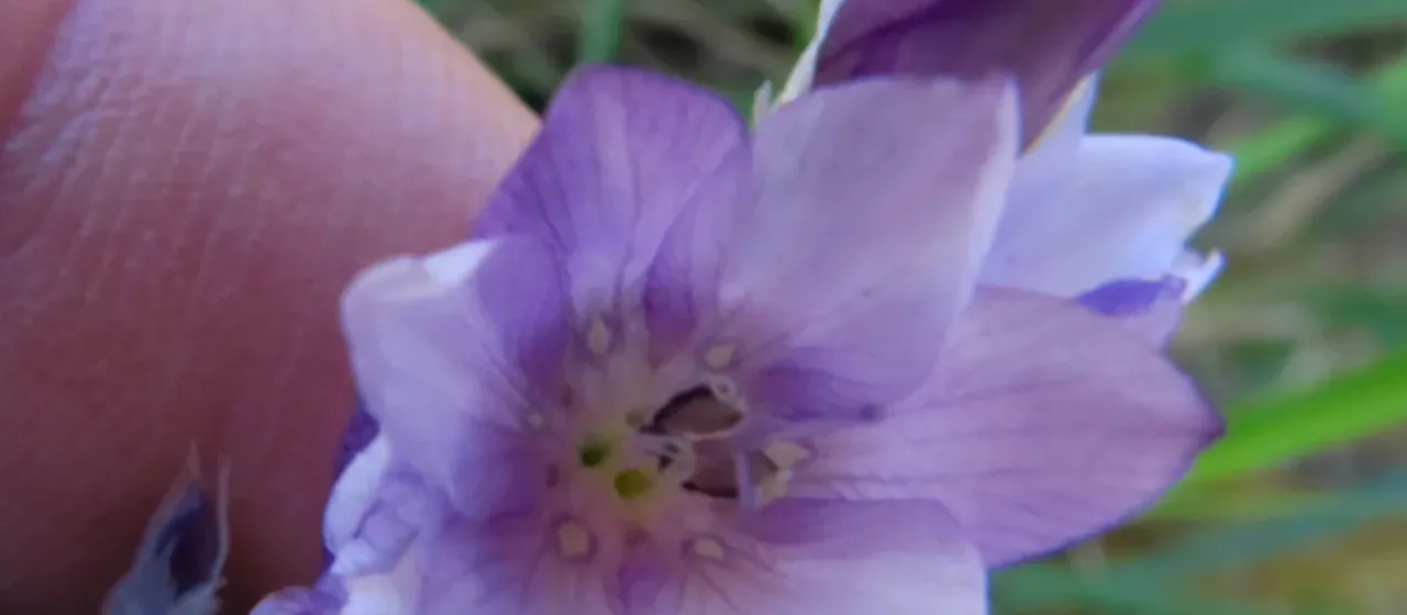 Dierama floriferum