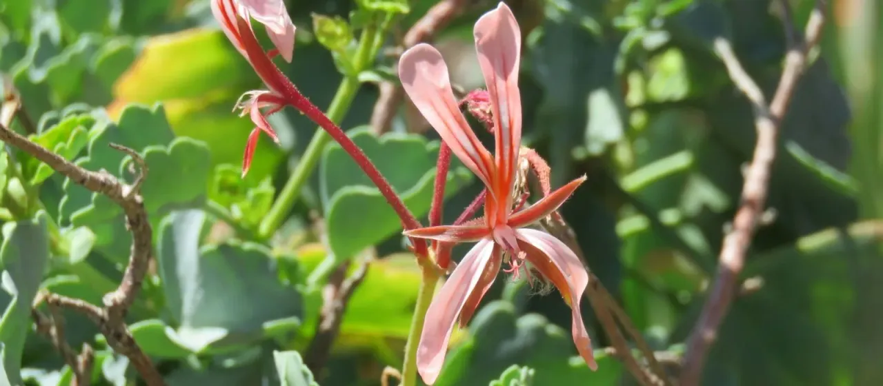 Sorrel-leaved pelargonium