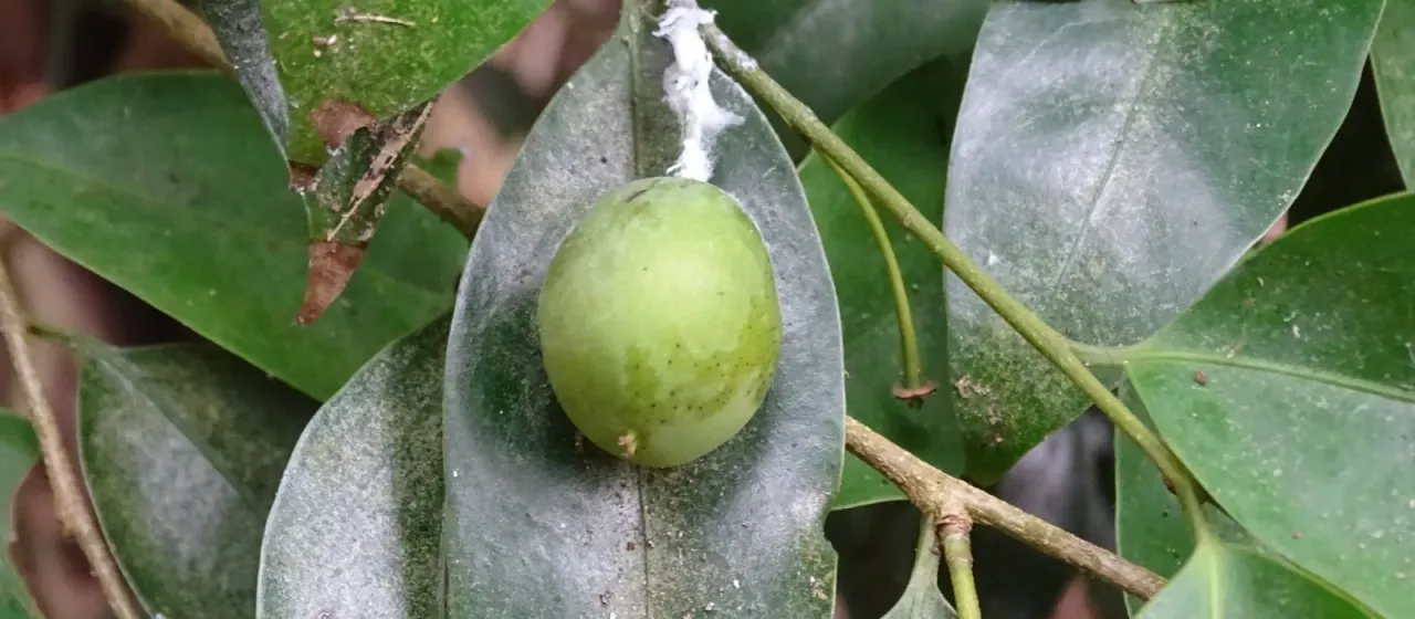 Drypetes indica