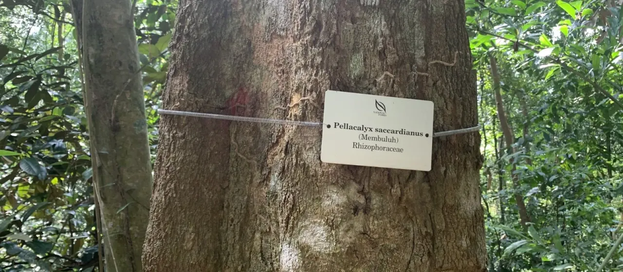 Pellacalyx saccardianus