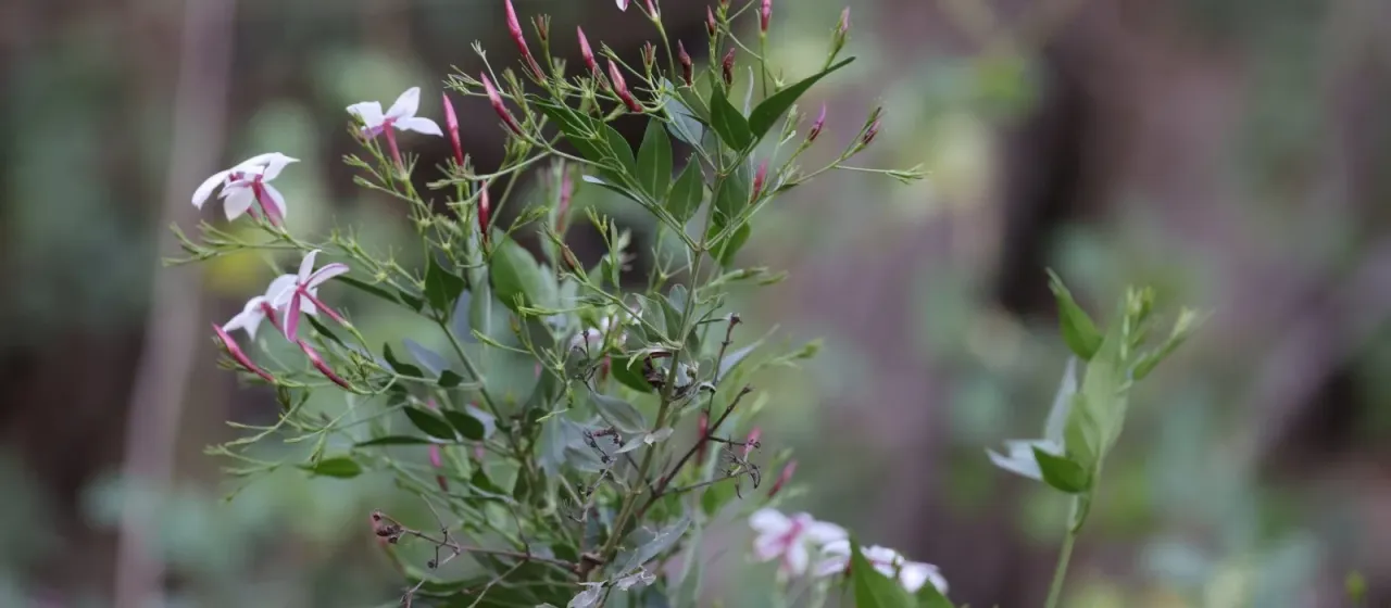 Spanish jasmine