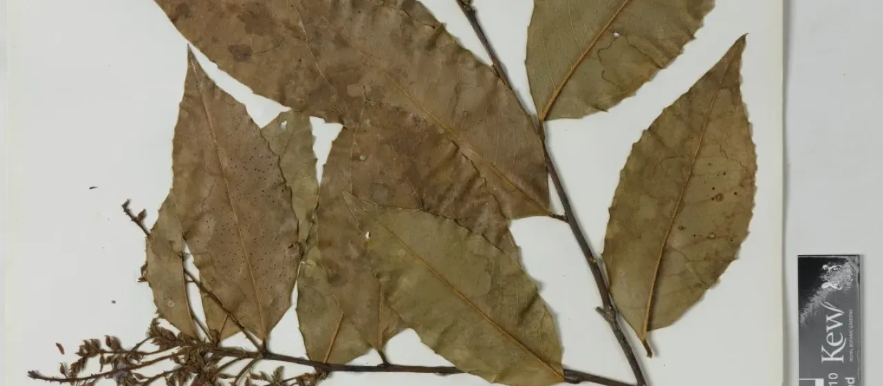 Zollernia paraensis