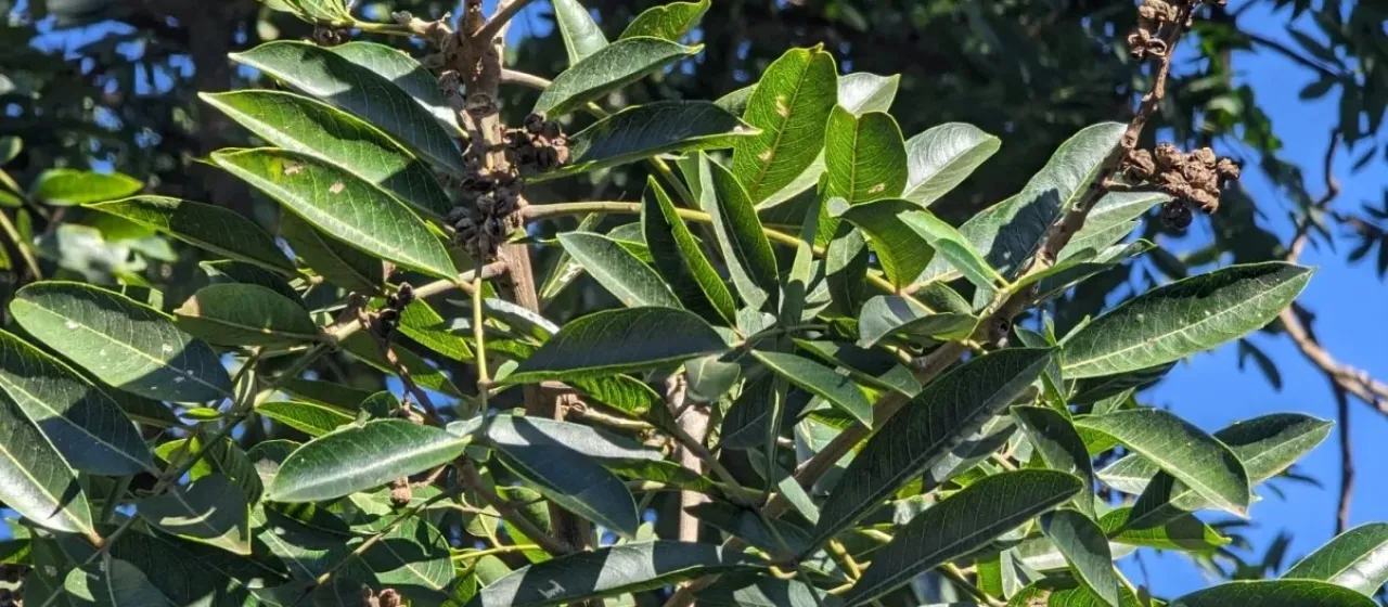 Riedel's Zanthoxylum