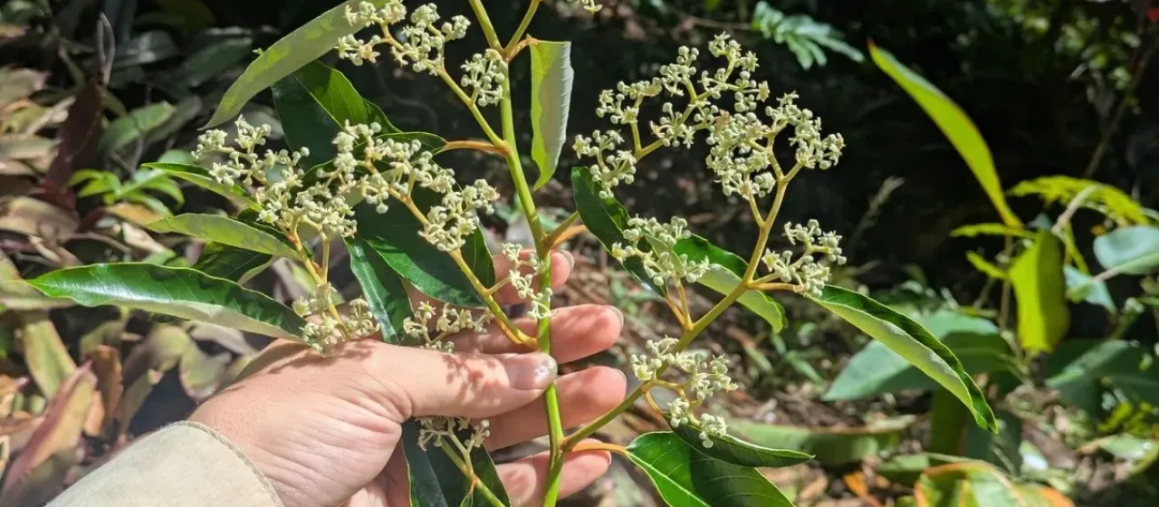 Alphitonia zizyphoides
