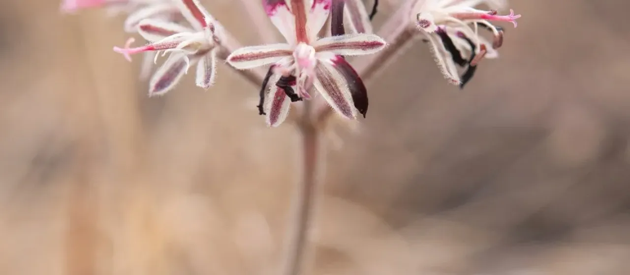 Pelargonium auritum