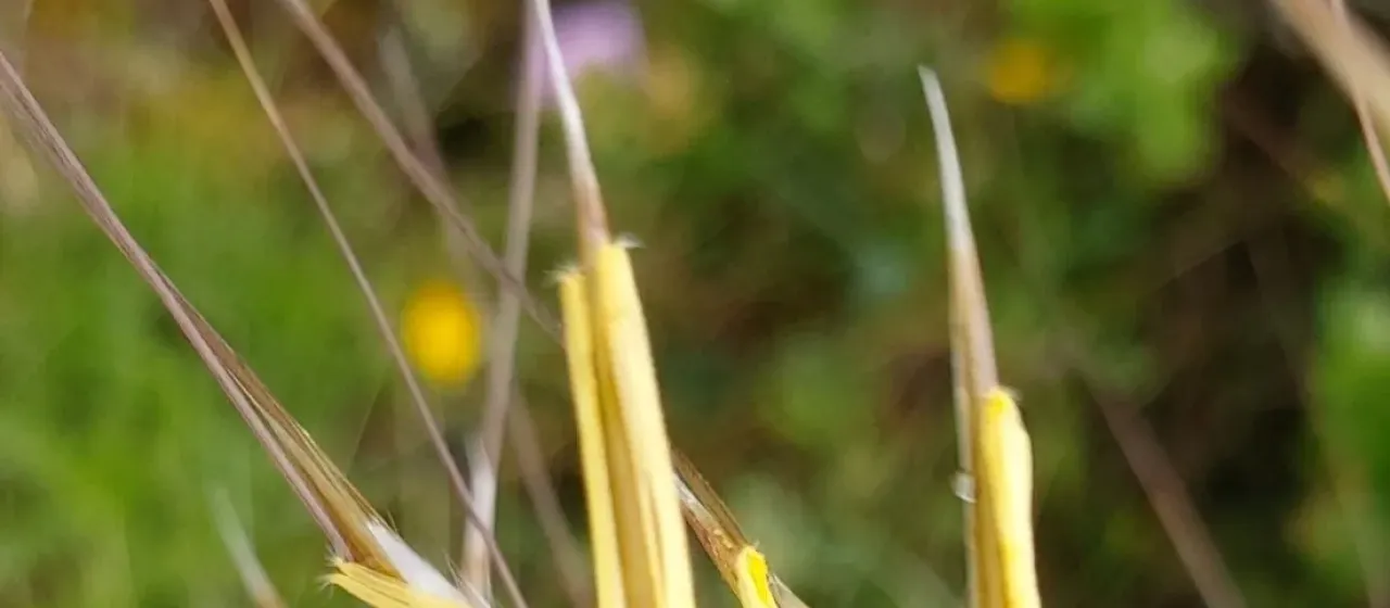 Giant feather grass