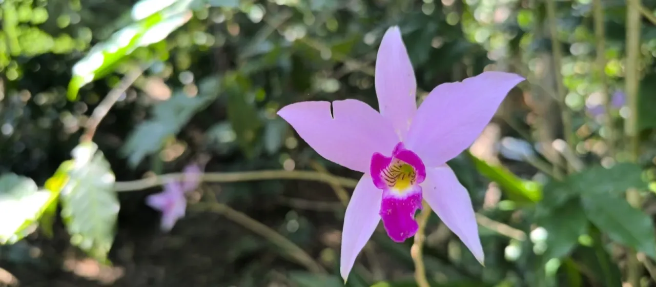 Laelia anceps