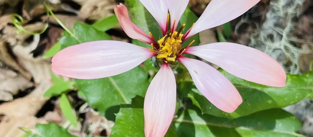 Mutisia ilicifolia