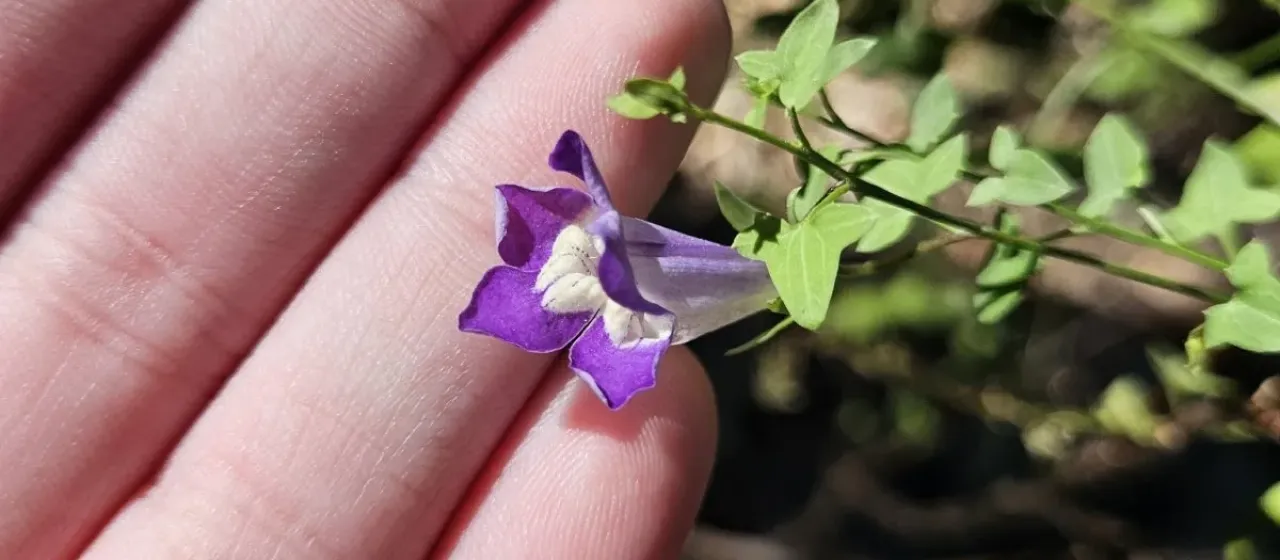 Maurandella antirrhiniflora