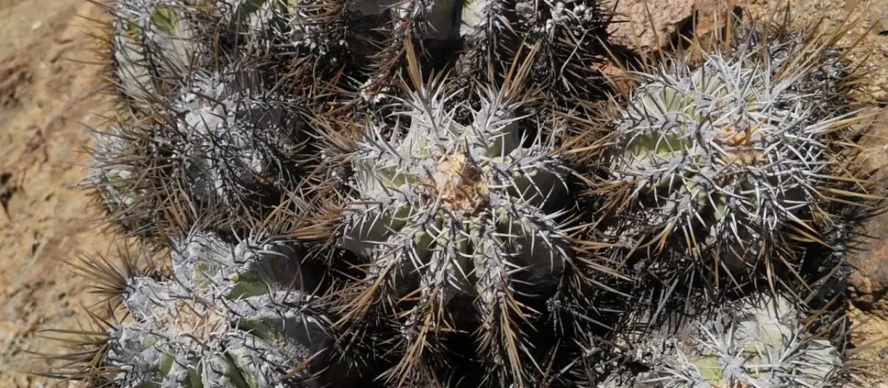 Copiapoa solaris