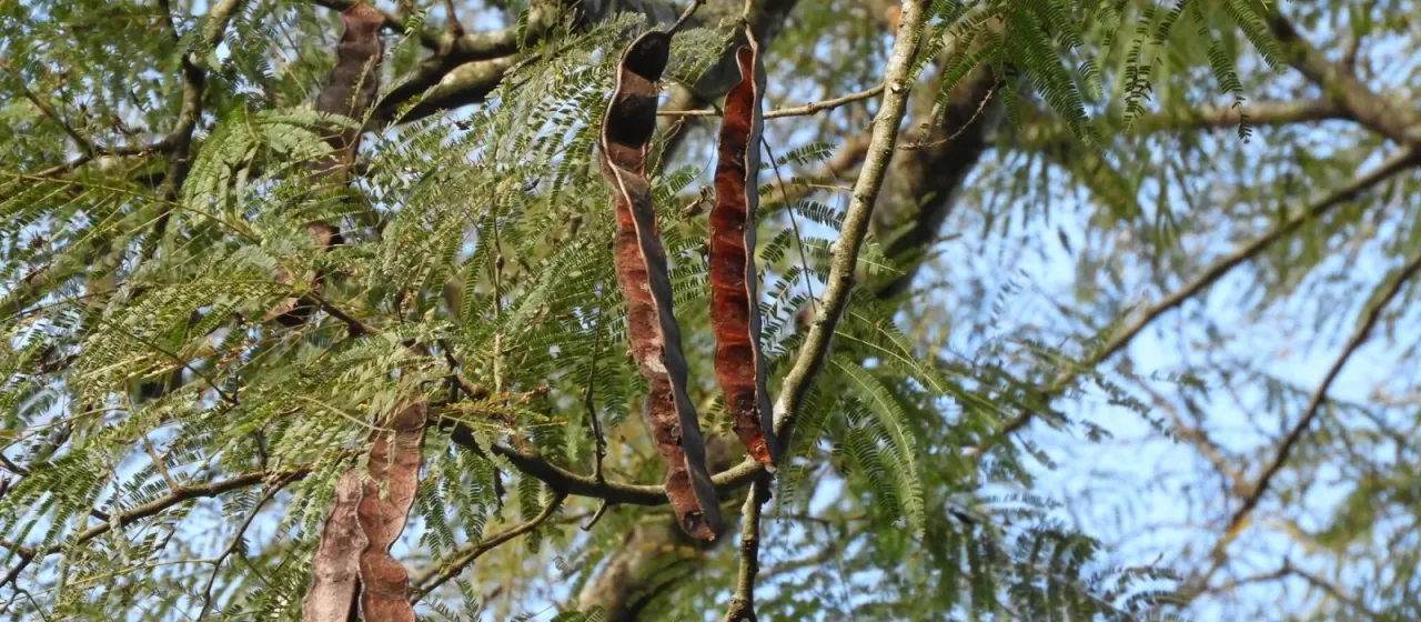 Anadenanthera colubrina