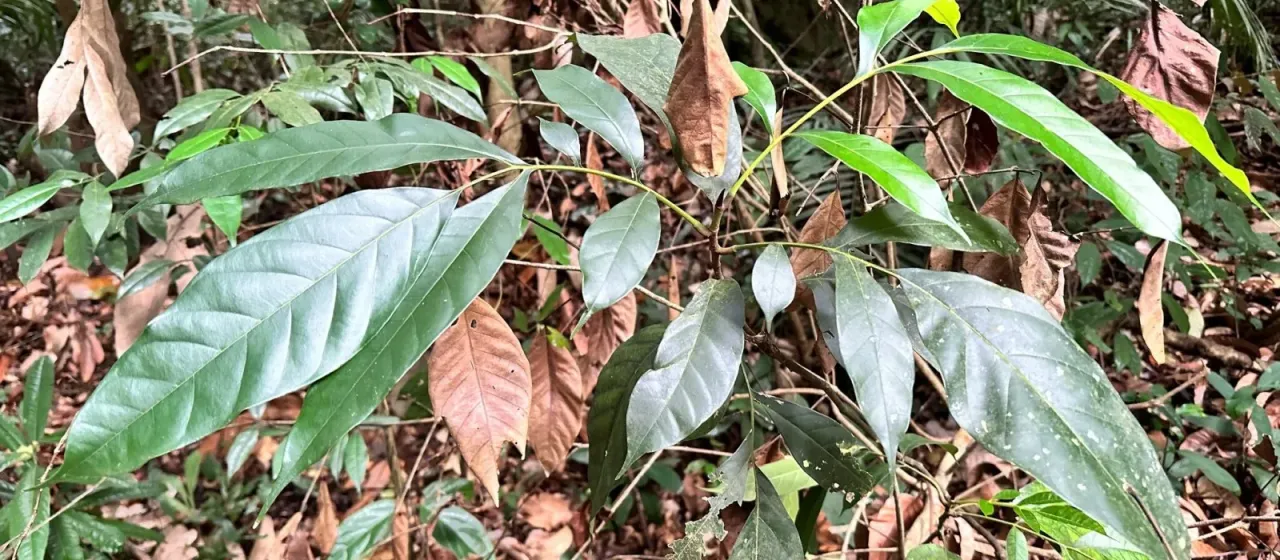 Artocarpus lanceifolius