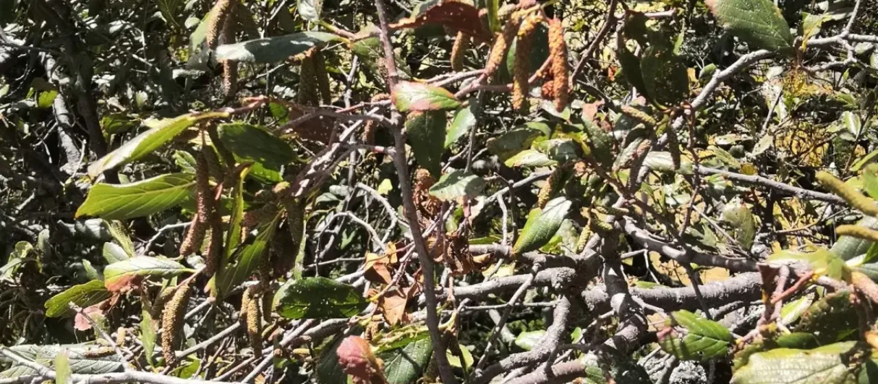 Andean alder