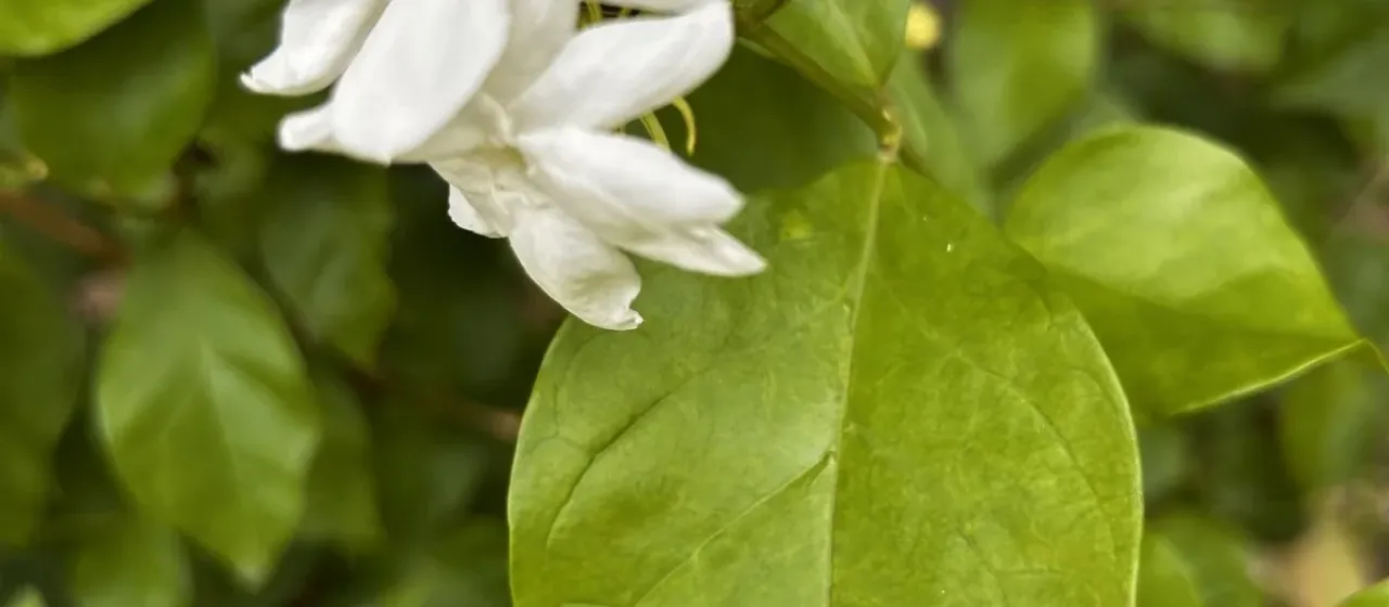 Arabian jasmine