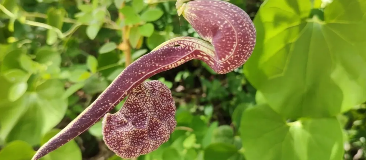 Aristolochia labiata