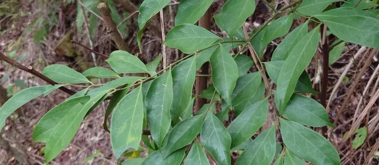 Archidendron lucidum