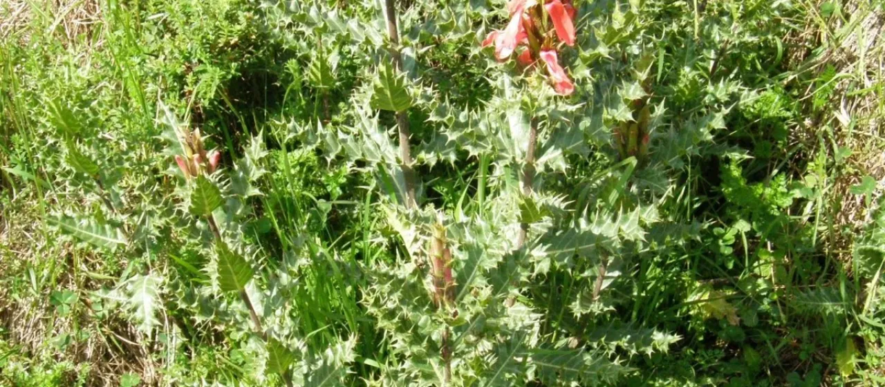 Acanthus sennii