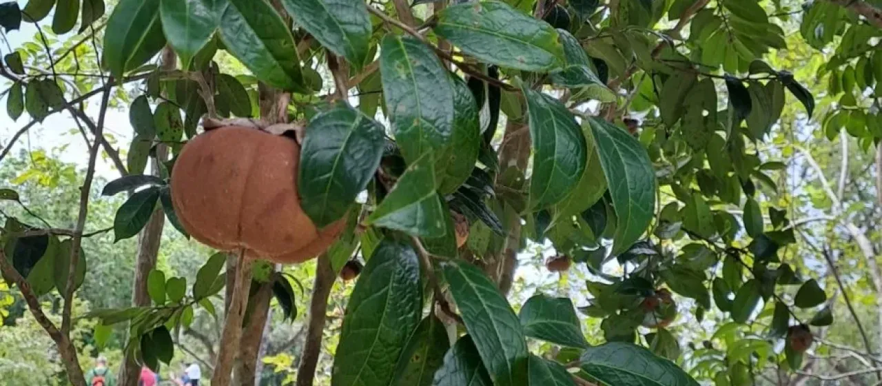 Grantham's Camellia