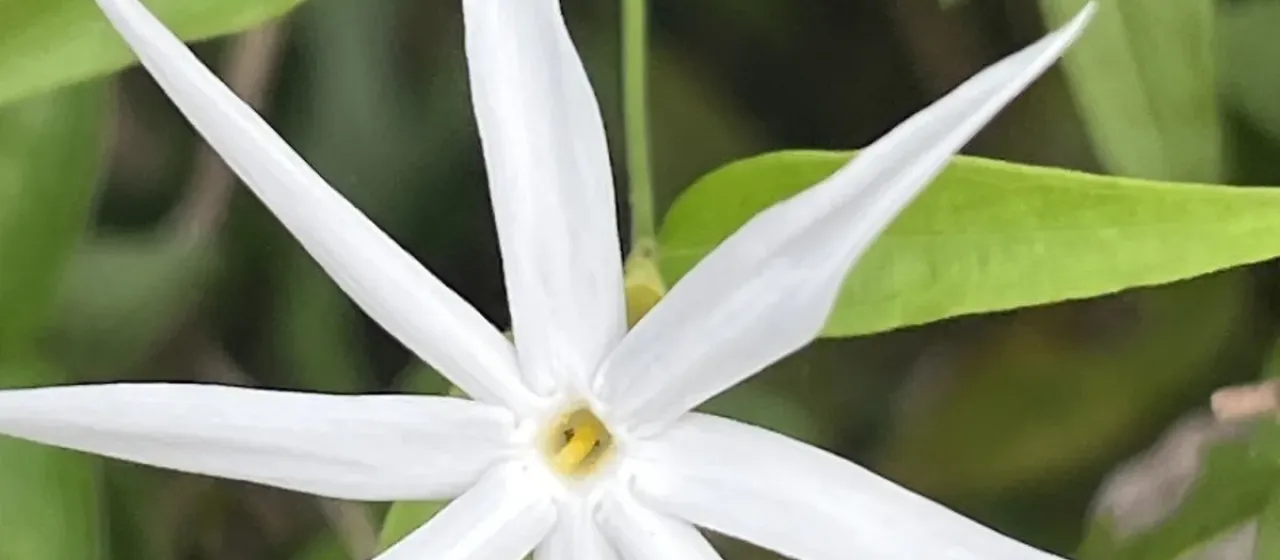 Jasminum subtriplinerve