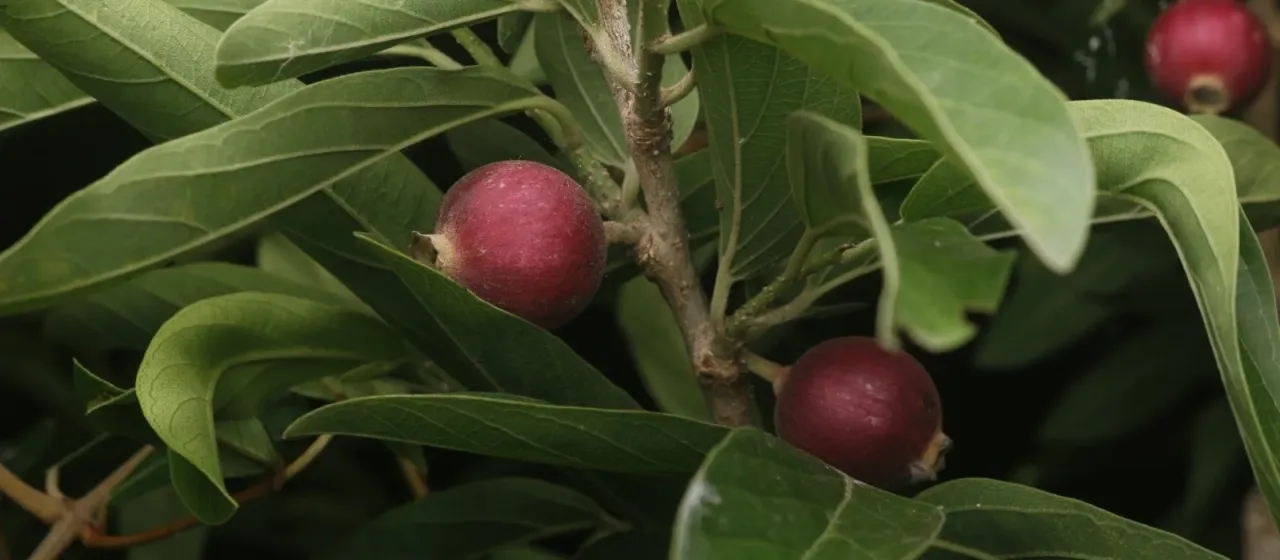 Alangium salviifolium