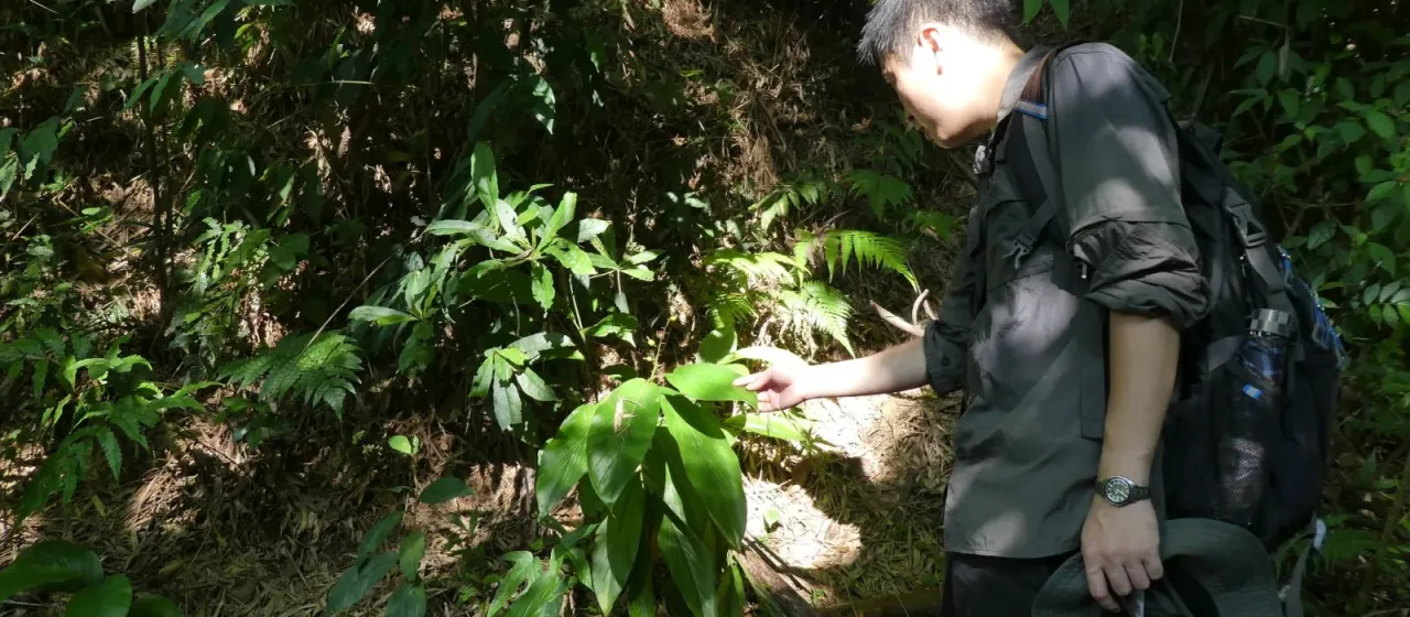 Chinese galangal