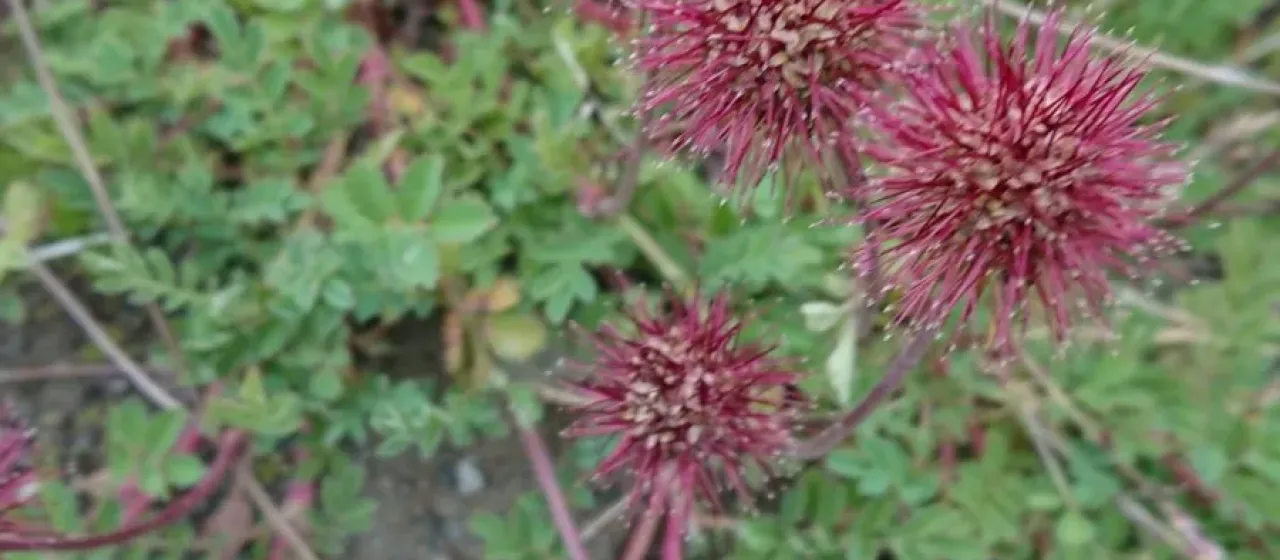 Acaena magellanica