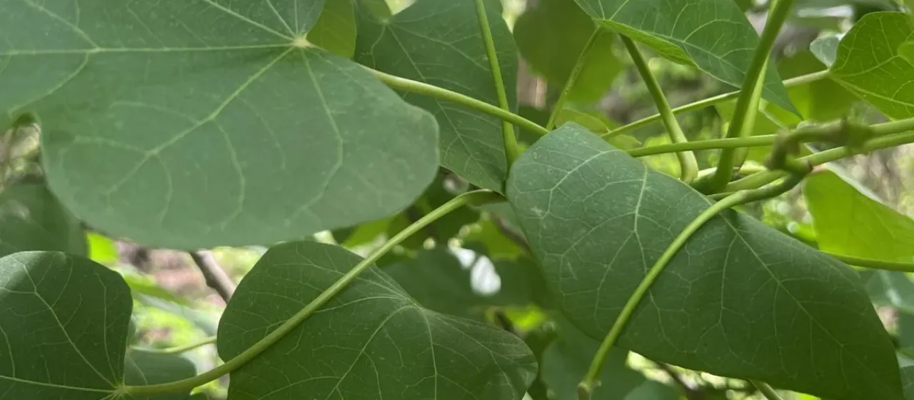 Jatropha curcas