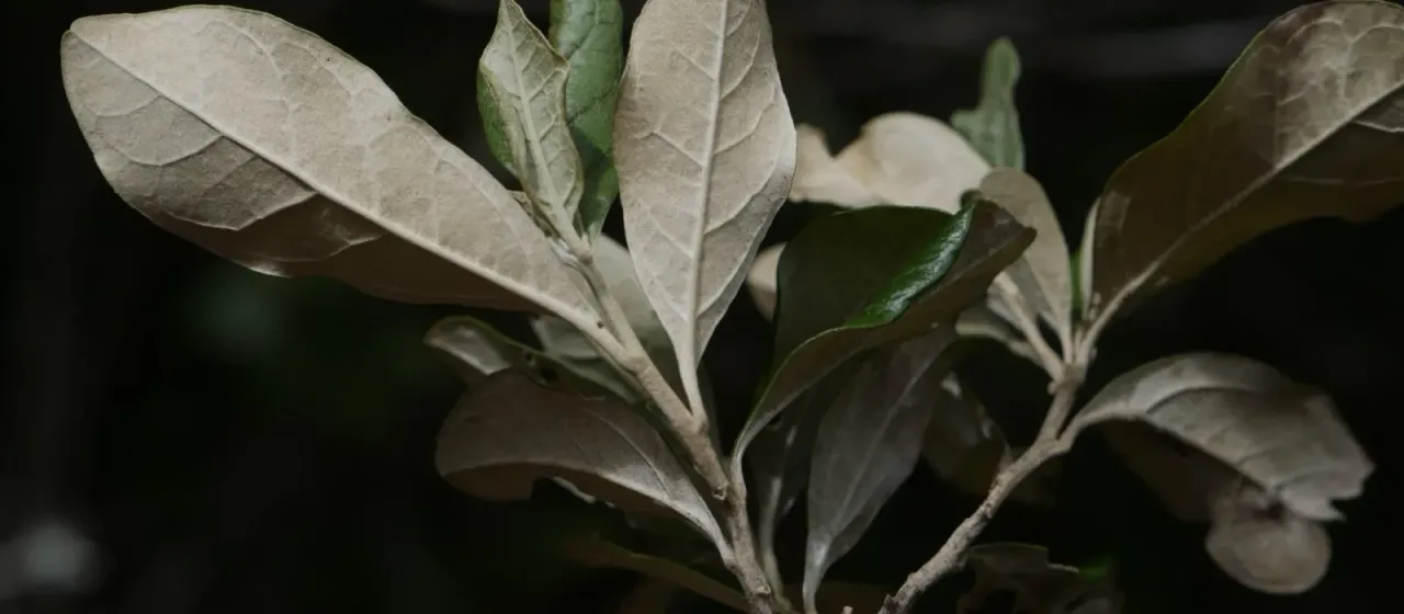 Brachylaena merana