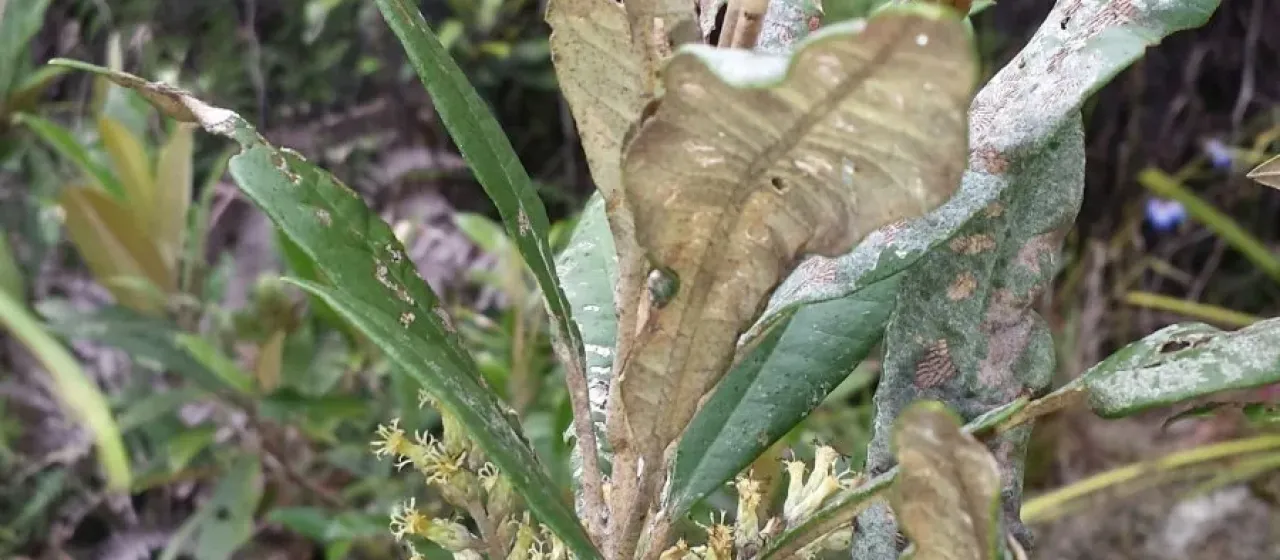 Brachylaena ramiflora